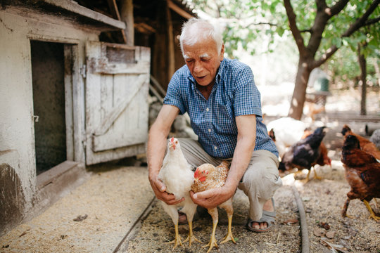 Elderly farmer with domestic birds on yard
