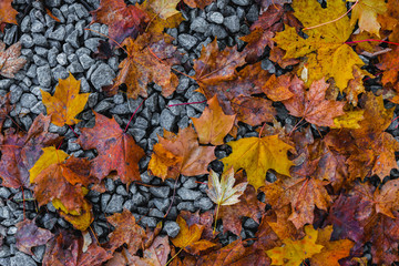 fallen yellow leaves on gravel road, texture