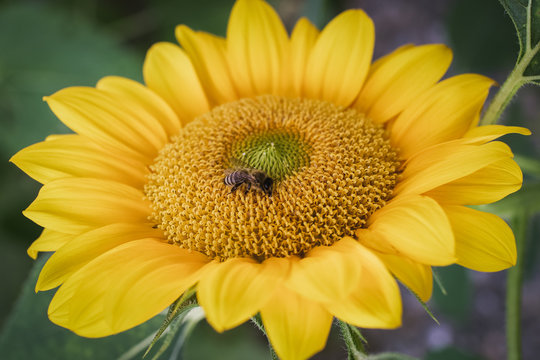 Busy Bee