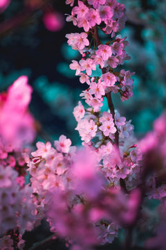 Lantern Lit Blossoms