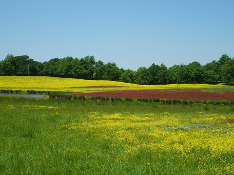 Yellow and red wildflowers bloom in an Arkansas pasture