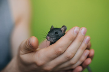 Little black rat in the hands of a man. A man holds a mouse in his hands on a green background.