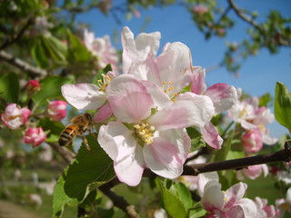 Naklejka na ściany i meble Delicate pink apple blossoms blooming in the springtime are visited by a honey bee