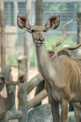 Obraz premium The female deer in the zoo