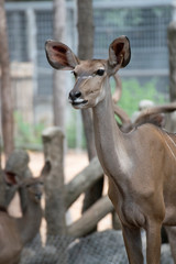 The female deer in the zoo