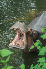 Fototapeta premium The hippo is opening his mouth to see the teeth