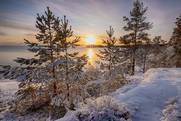 Fototapeta na wymiar pine trees in the snow and winter sunrise on the lake Ladoga island Kajosaari Republic of Karelia 