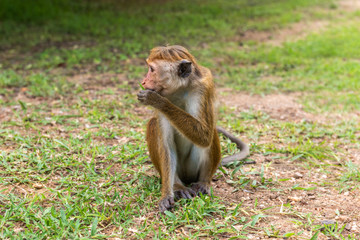 Obraz premium Profil portrait of toque macaque (Macaca sinica) sitting on the ground and eating grass
