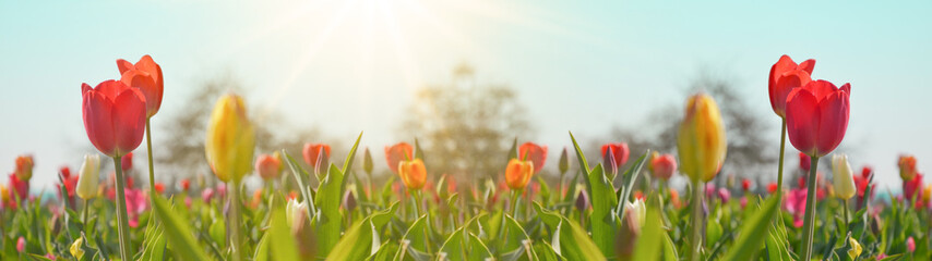 Fototapeta premium Panoramiczny krajobraz pola kwitnących tulipanów oświetlonych wiosną słońcem