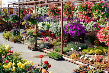 Flower market. Sale of plants in pots. All the colors of the rainbow.