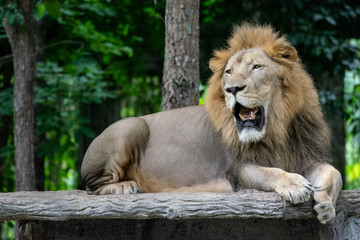 Fototapeta na wymiar Lions make funny and boring faces.