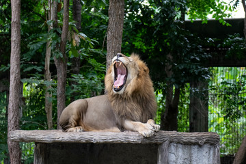 Lions make funny and boring faces.