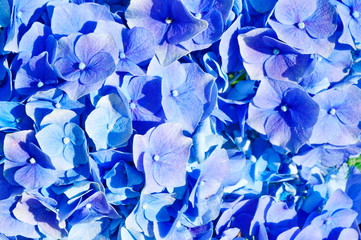 Fototapeta na wymiar Floral background. A carpet of light blue hydrangea flowers.