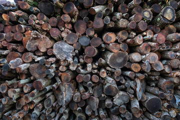 Texture of cut and stacked tree trunks.