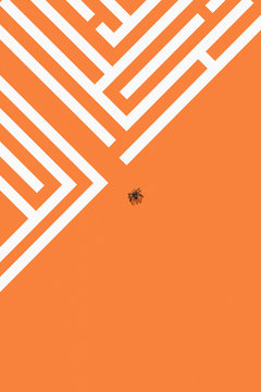 Spider And Maze.
