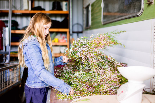 Girl helping tie cut boronia during harvest