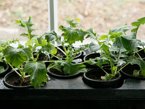 Brassica seedlings