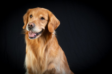 golden retriever portrait