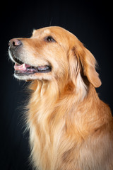 golden retriever smiling