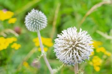 Big grey spheric flower also known as "echinops ritro" in sumertime with bokeh effect background