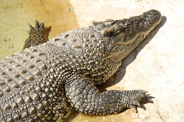  Crocodile resting