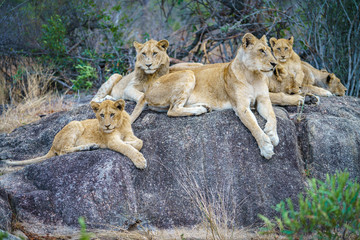 lions posing on a rock in kruger national park, mpumalanga, south africa 7