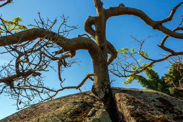 Árvore & Pedra IMG_9718