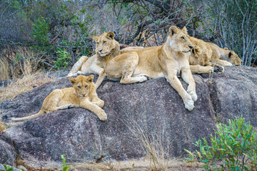 lions posing on a rock in kruger national park, mpumalanga, south africa 10