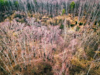 Winter forest with no snow
