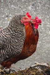 Zwei Hennen vor einer Wand