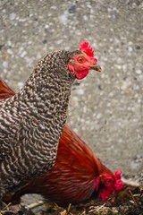 Zwei Hennen vor einer Wand