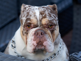 Merle English bulldog purebred. 2 years old. 38 kg