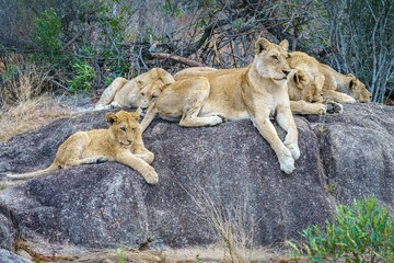 lions posing on a rock in kruger national park, mpumalanga, south africa 14