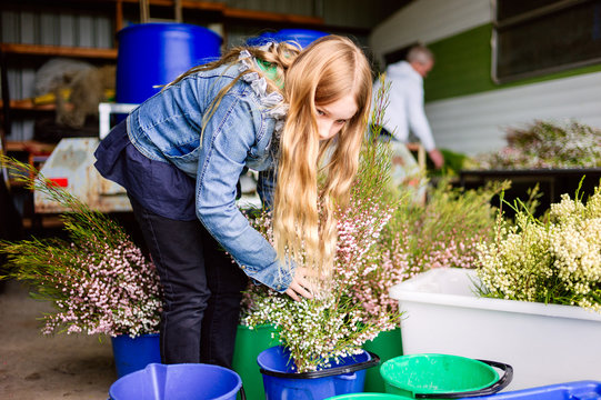 Girl organising cut boronia during harvest