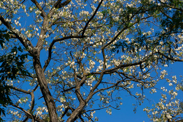 Branches with beautiful white clusters of acacia lit by the sun against a clear blue sky