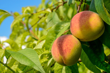 Two ripe peaches on a branch in orchard. Organic Natural fruit. Mature peaches among green leaves. Close-up. Copy space.