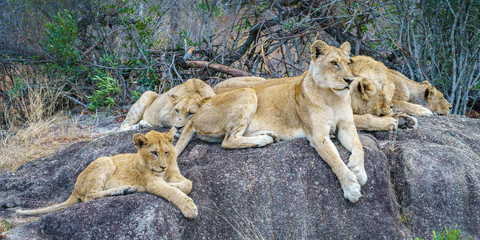 lions posing on a rock in kruger national park, mpumalanga, south africa 15