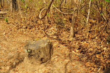 Puyango Petrified Forest