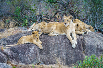 lions posing on a rock in kruger national park, mpumalanga, south africa 18