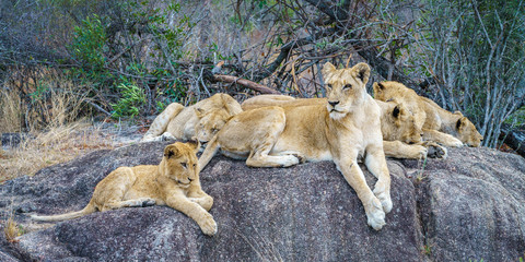 lions posing on a rock in kruger national park, mpumalanga, south africa 19