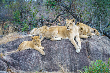 lions posing on a rock in kruger national park, mpumalanga, south africa 20