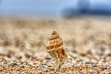 shell on beach