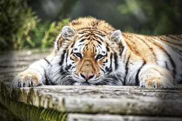 Fototapeta na wymiar tired tiger