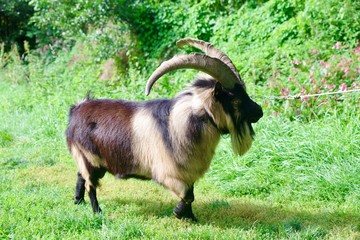 Ziegenbock