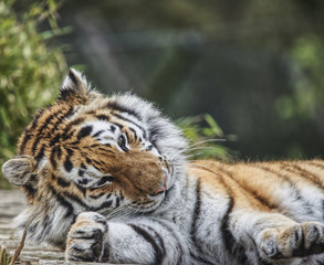 exhausted tiger