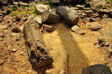 Puyango Petrified Forest