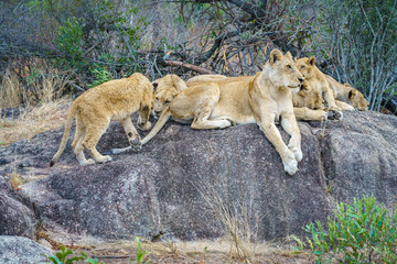 Naklejka na ściany i meble lions posing on a rock in kruger national park, mpumalanga, south africa 29