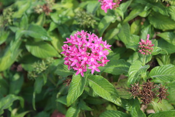Flor en un gran jardin