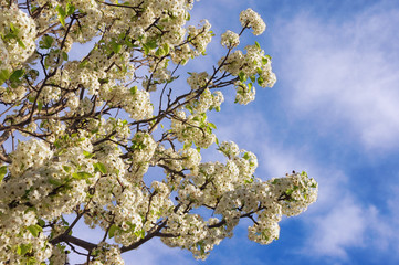 Springtime. Branches of flowering cherry tree against  blue sky with white clouds on sunny day