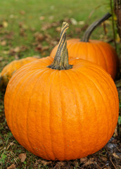 orange pumpkin after the harvest